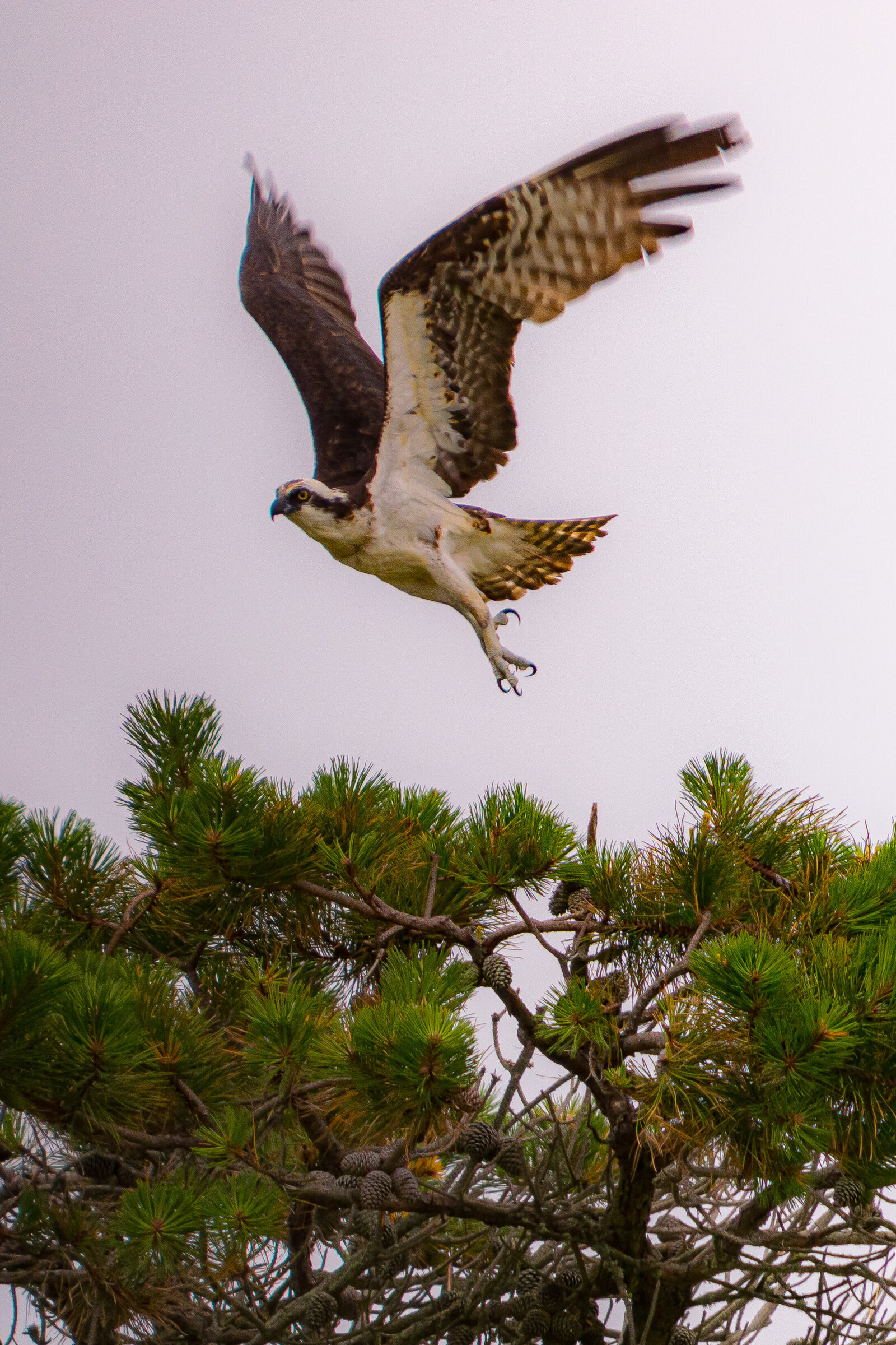 Osprey Majesty(1)