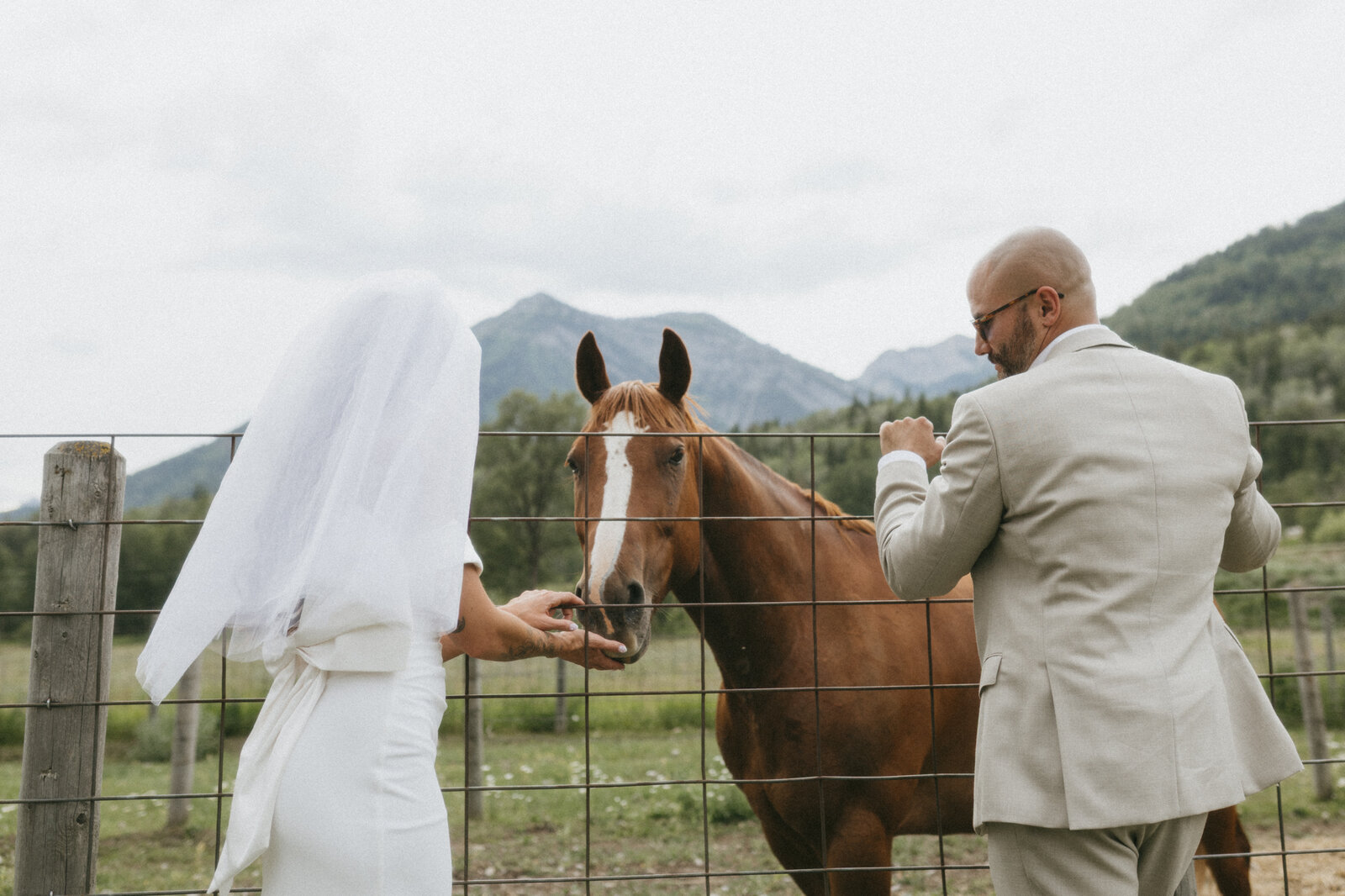 bride and groom feed family horses during their fernie wedding