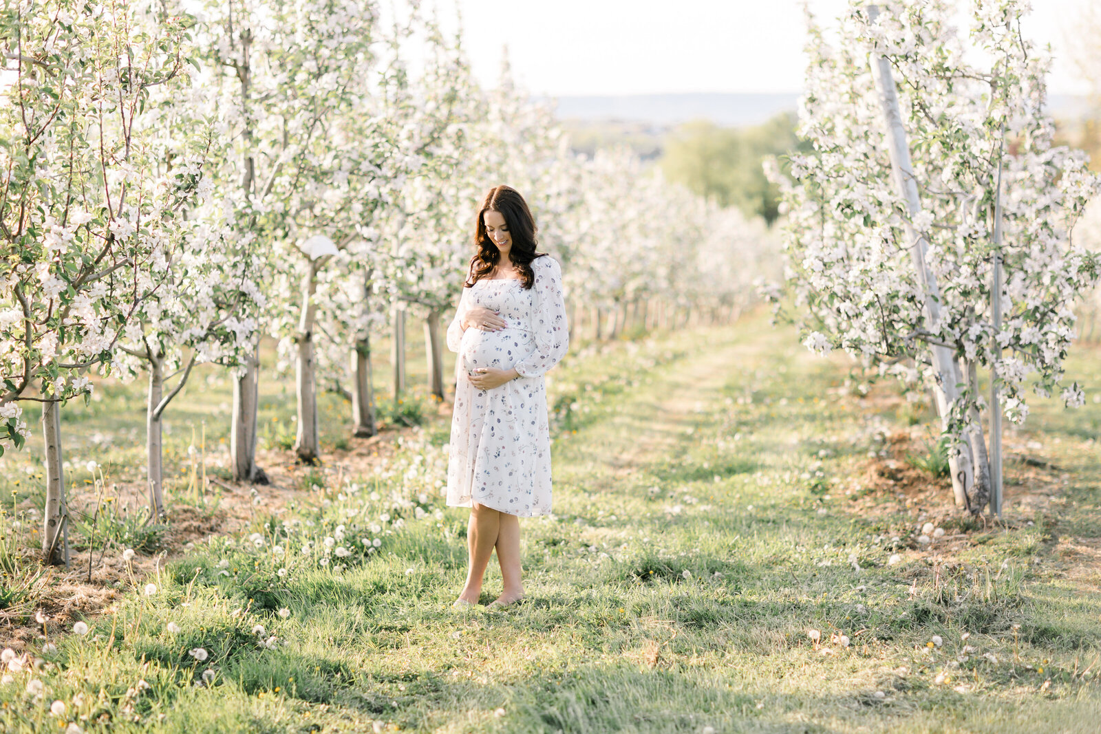 Terri-Lynn Warren Photography - Halifax Maternity Newborn Photographer Apple Blossoms-5072