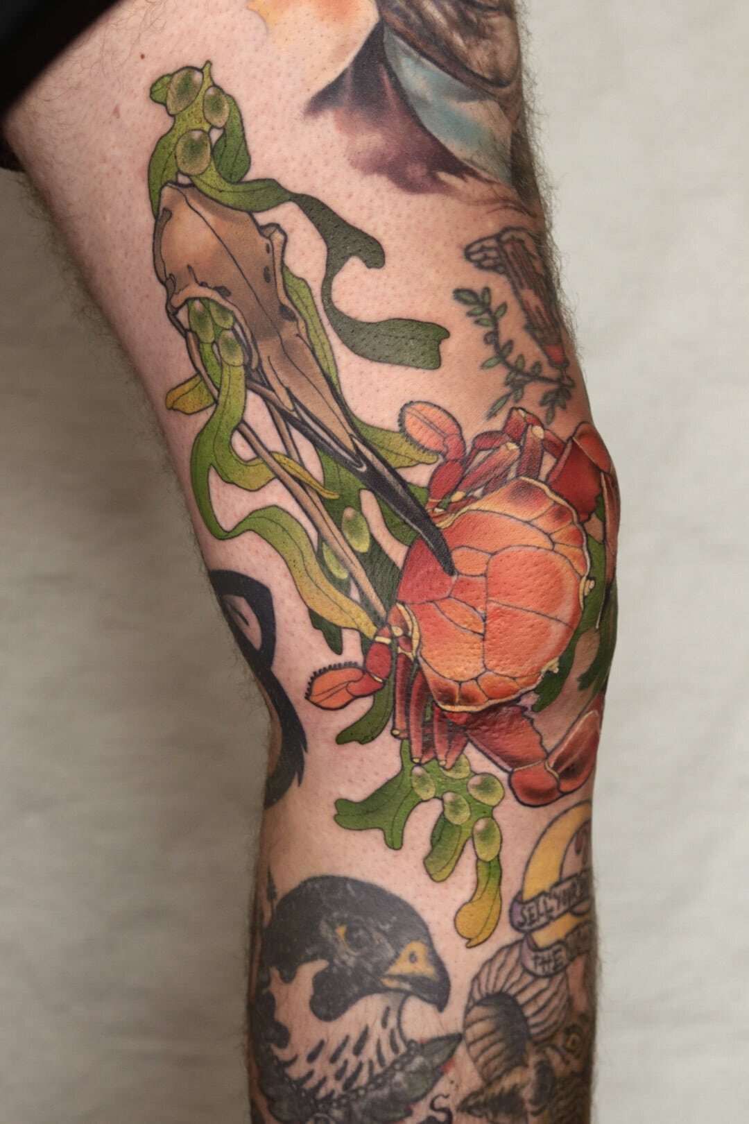 Neo traditional tatuering av krabba, alger och fågelskalle.