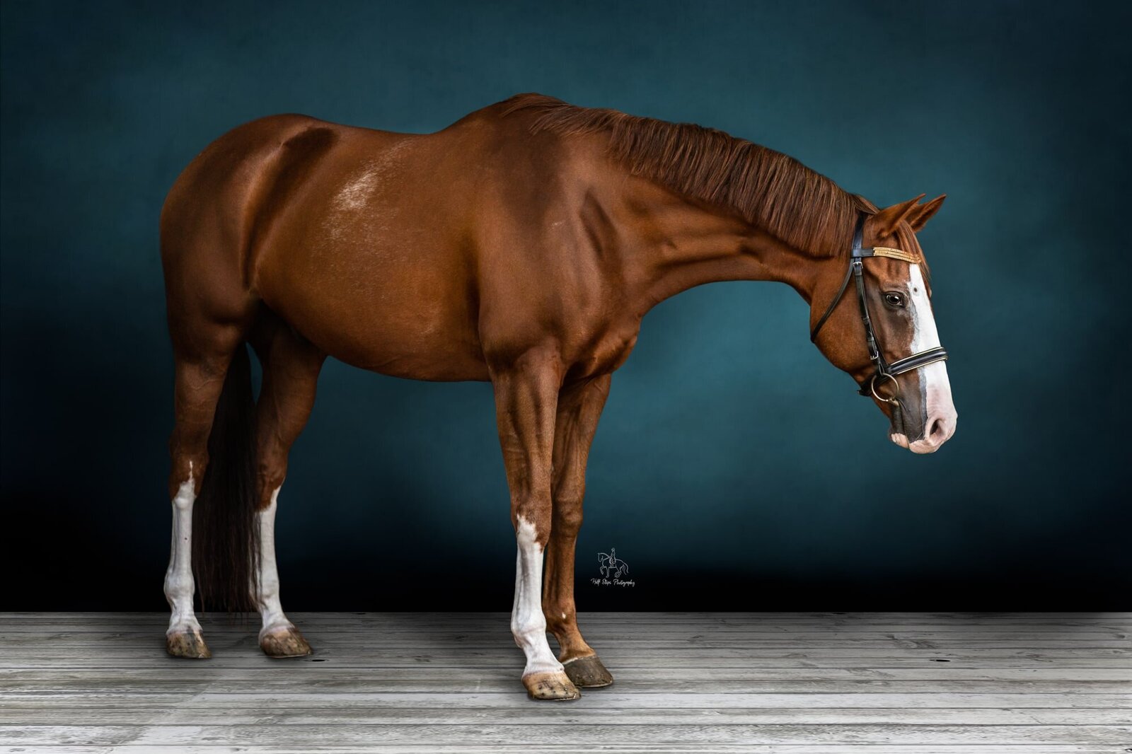 24. Sydney Equine Photographer Horse Portrait coloured background Half Steps Photography