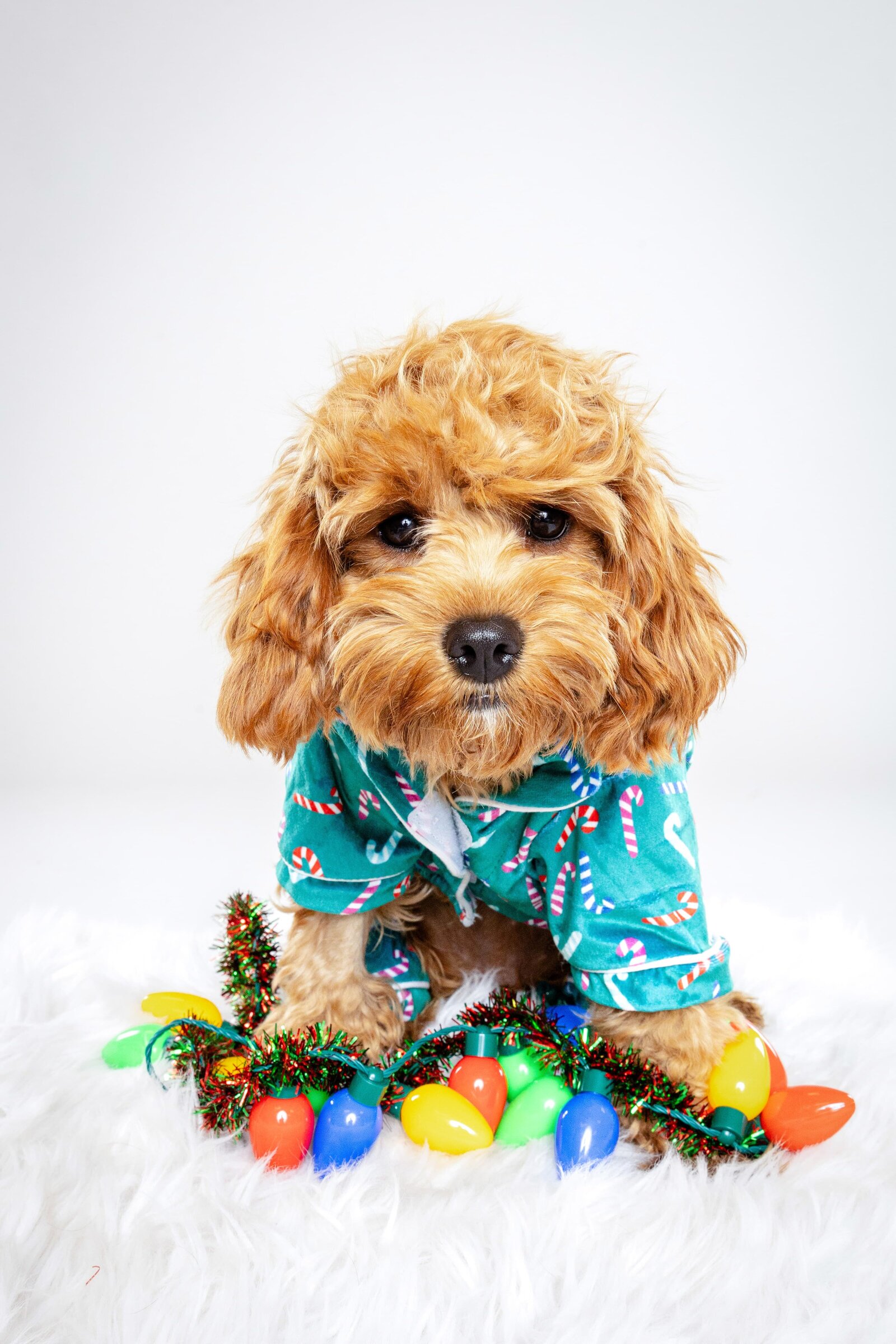 The Beloved Pup Photo Studio - Birmingham, Alabama Commercial Dog Photographer 44