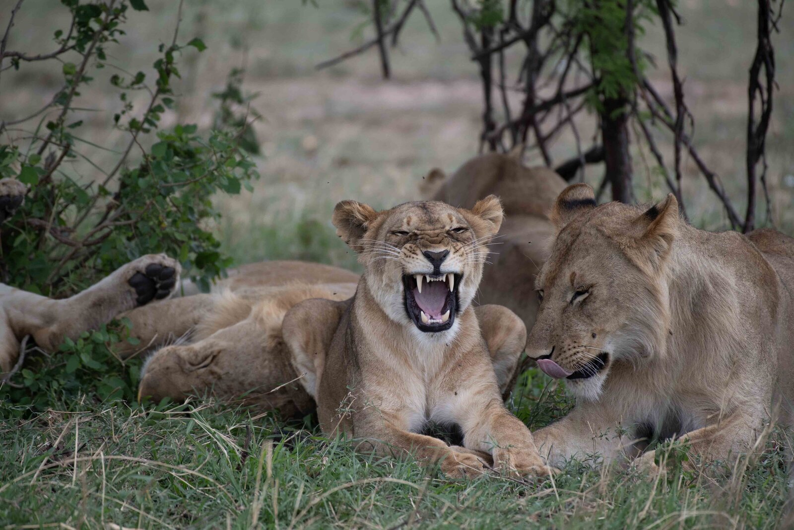 Lioness and cub