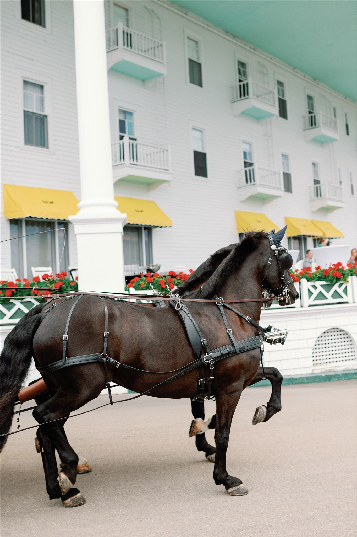 Horses trotting on Mackinac Island in front of the Grand Hotel