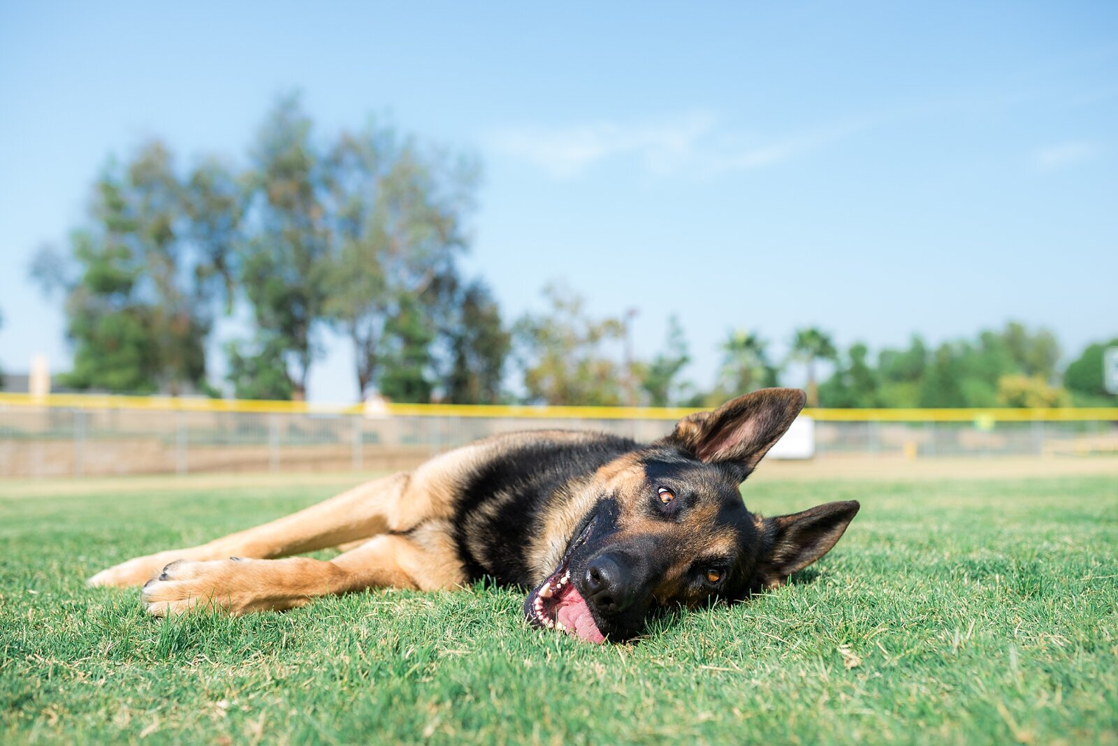 K&O Dog Training in Corona CA_0052