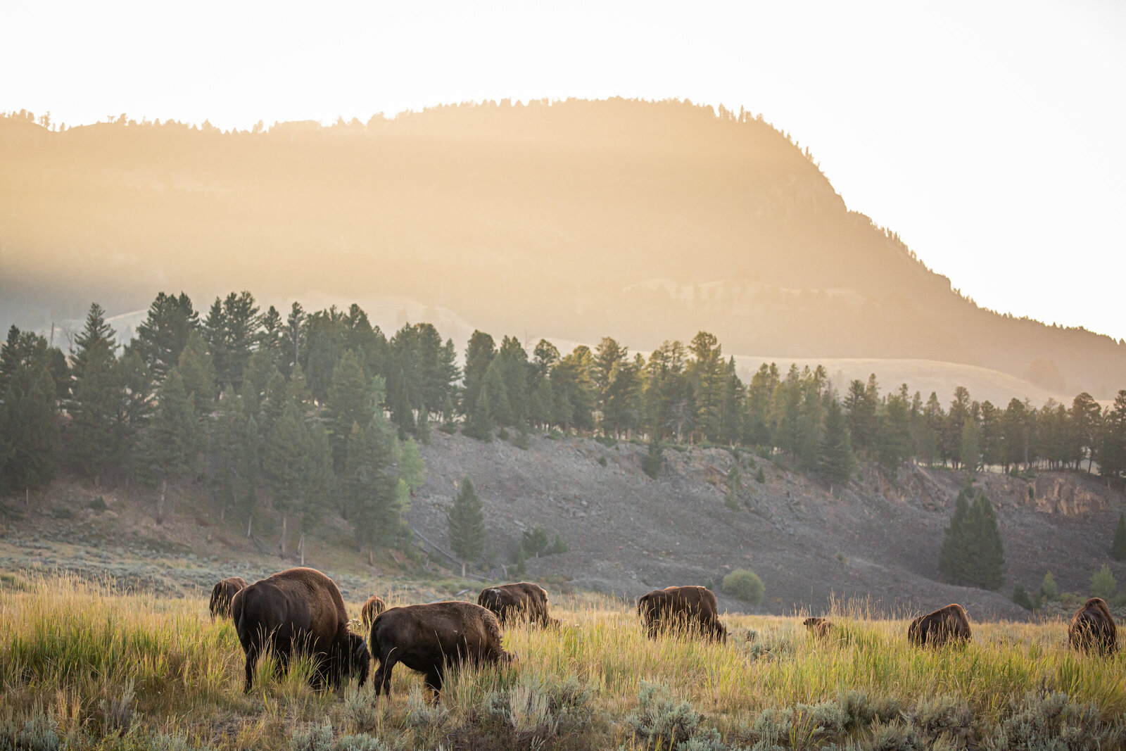 bison buffalo grazing in yellowstone field