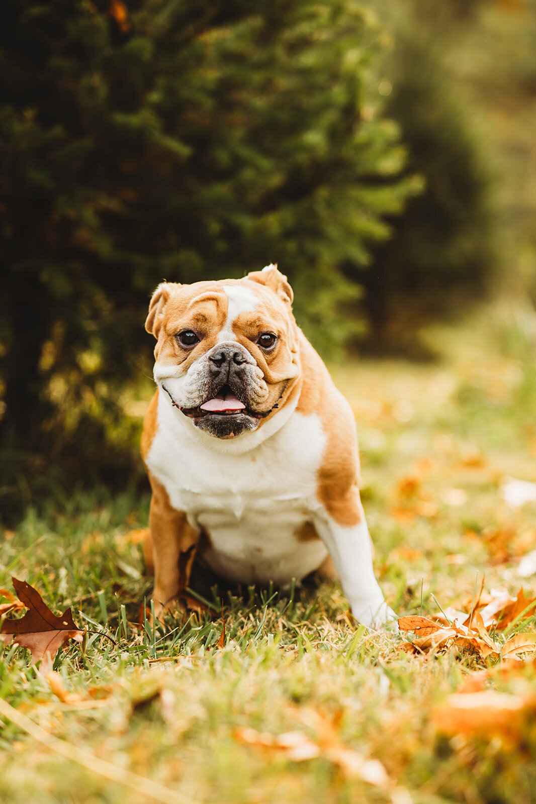 harrisburg-dog-photographer_8597-Edit_websize