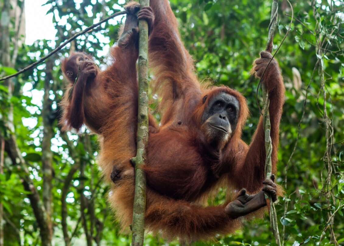 Indonesie-Sumatra-Orang-Utan