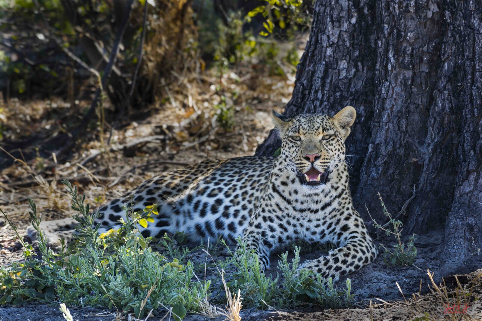 2017 Leopard (3)