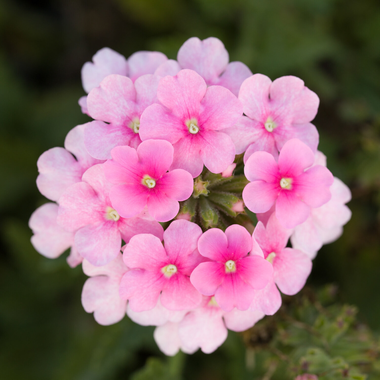 Verbena-Obsession-Cascade-Pink-Shades