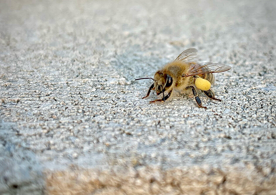 Honeybee