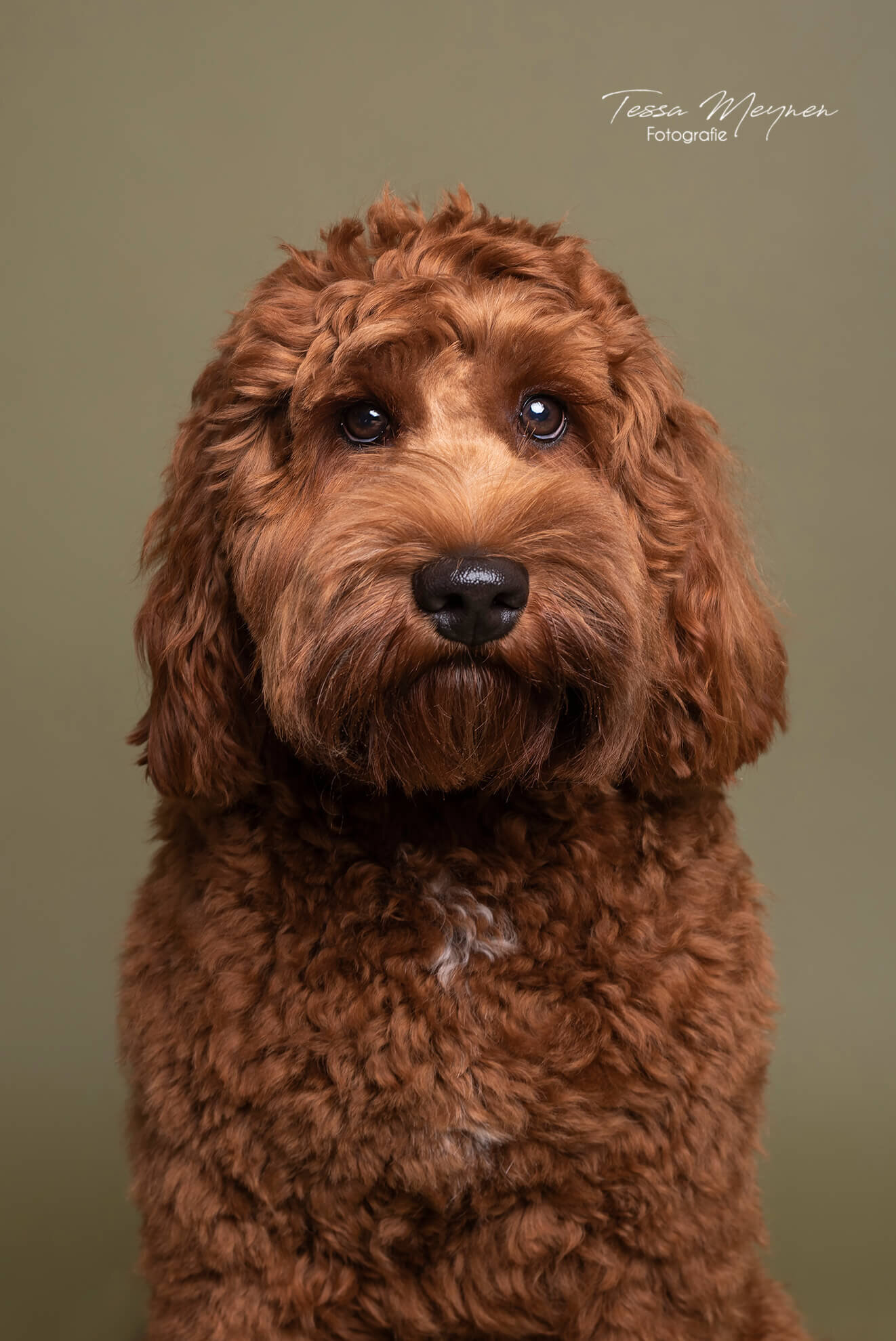 Labradoodle op een groene achtergrond