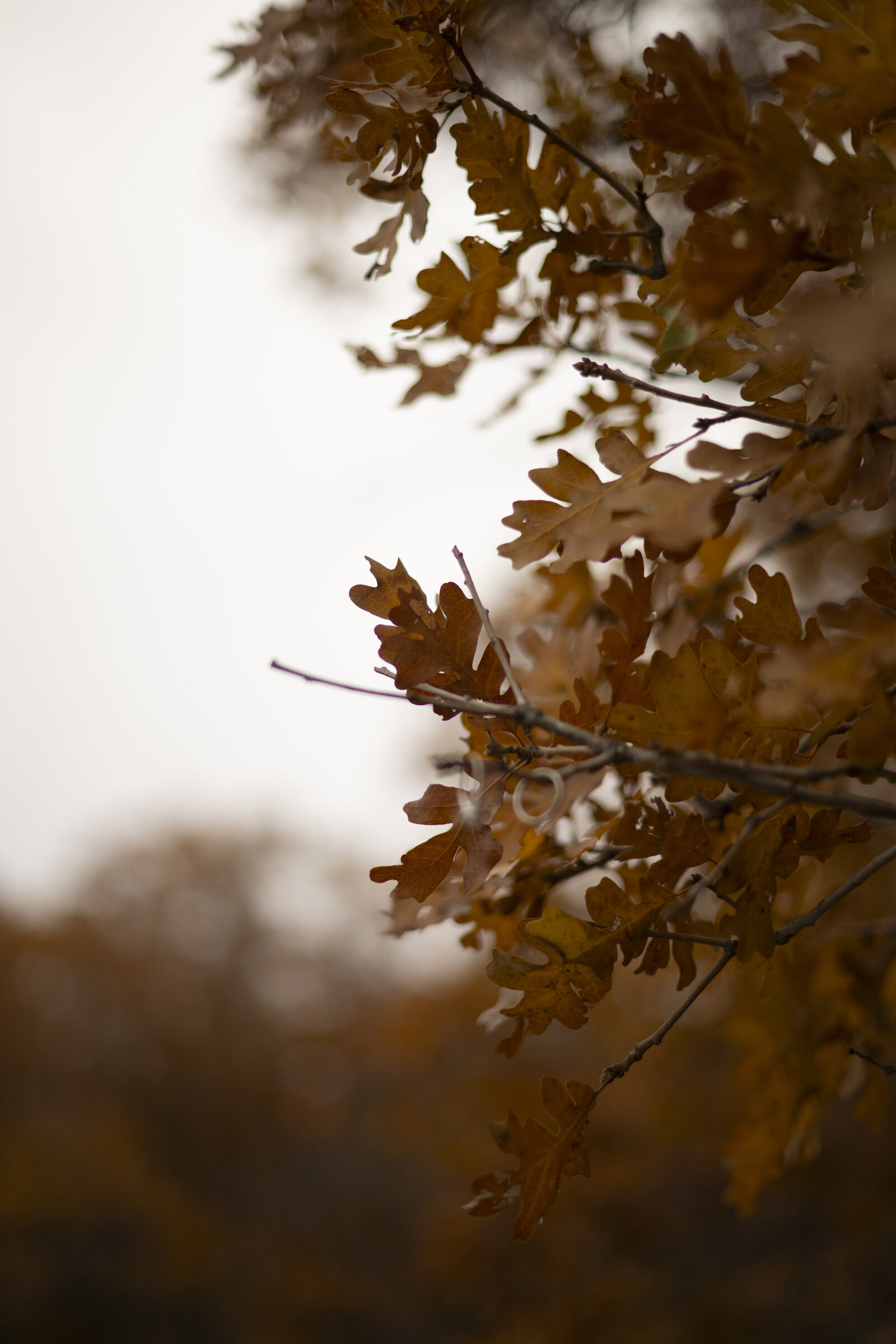 Salt Lake City wedding and elopement photographer