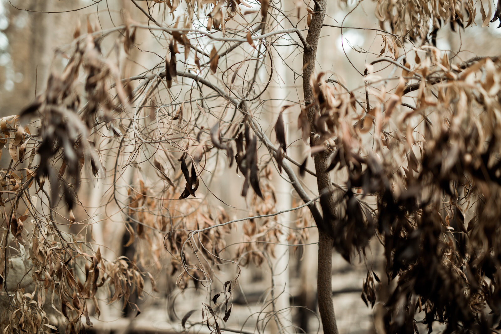 Marizelle-Rikus-Wedding-Rexvil-Photography-Adelaide-Wedding-Photographer-565