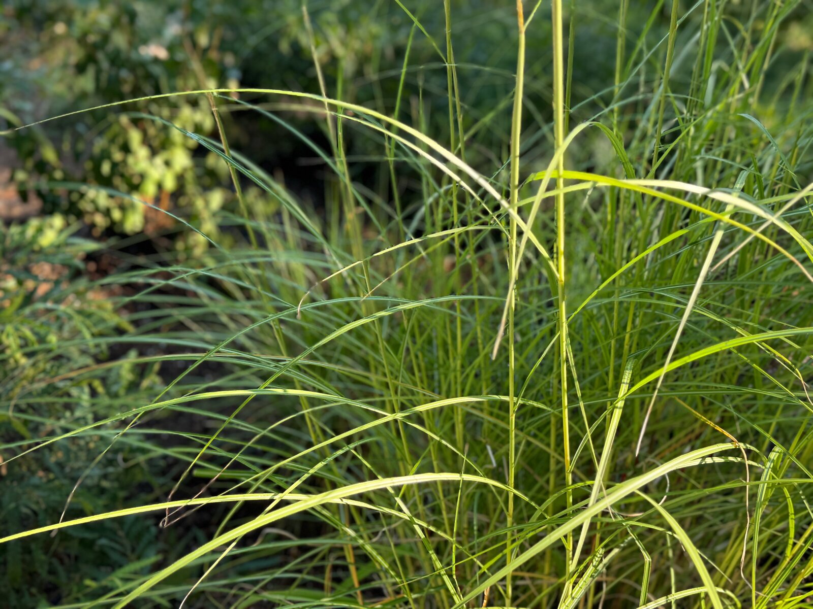 green grasses