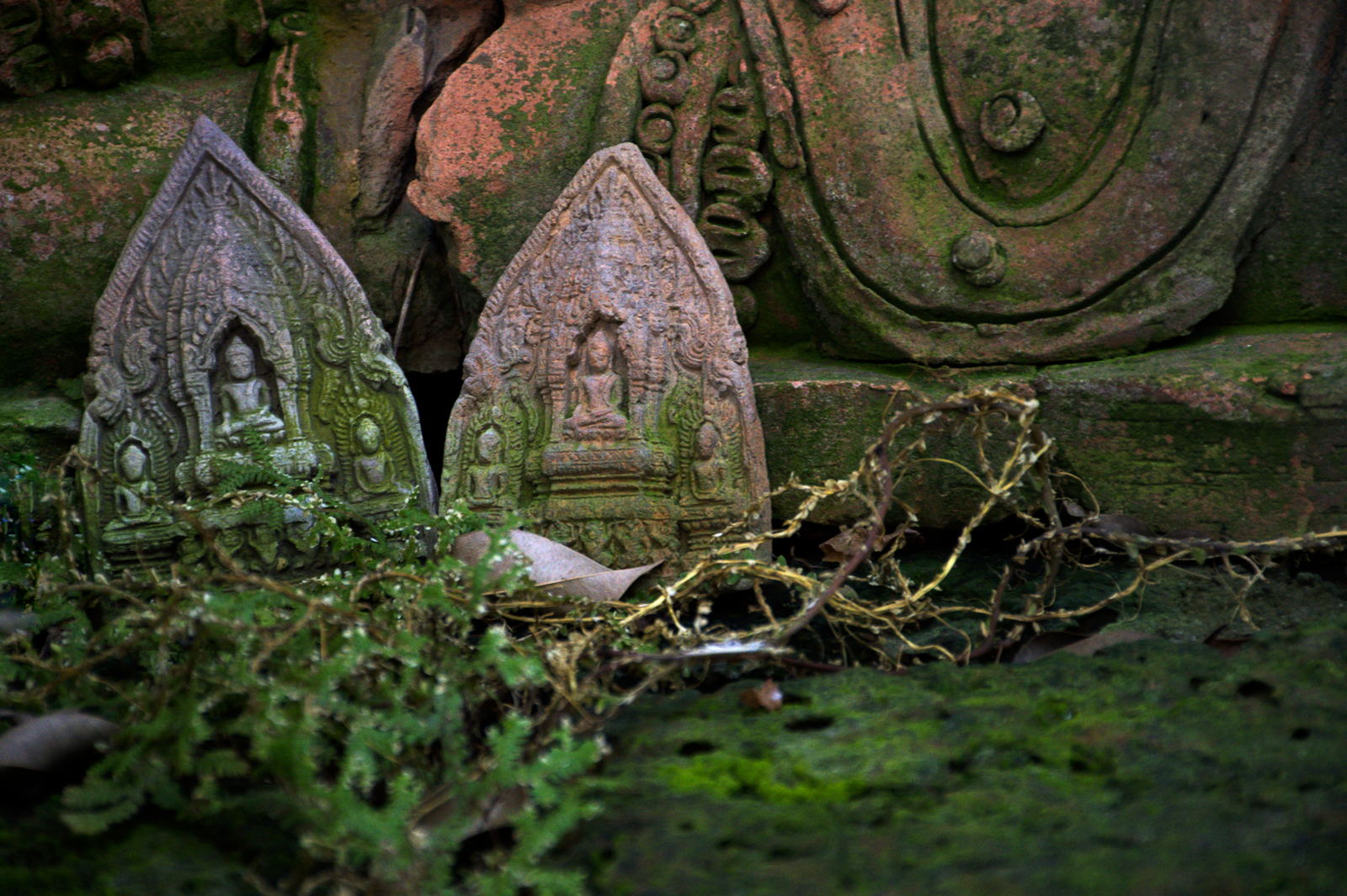 buddha_moss