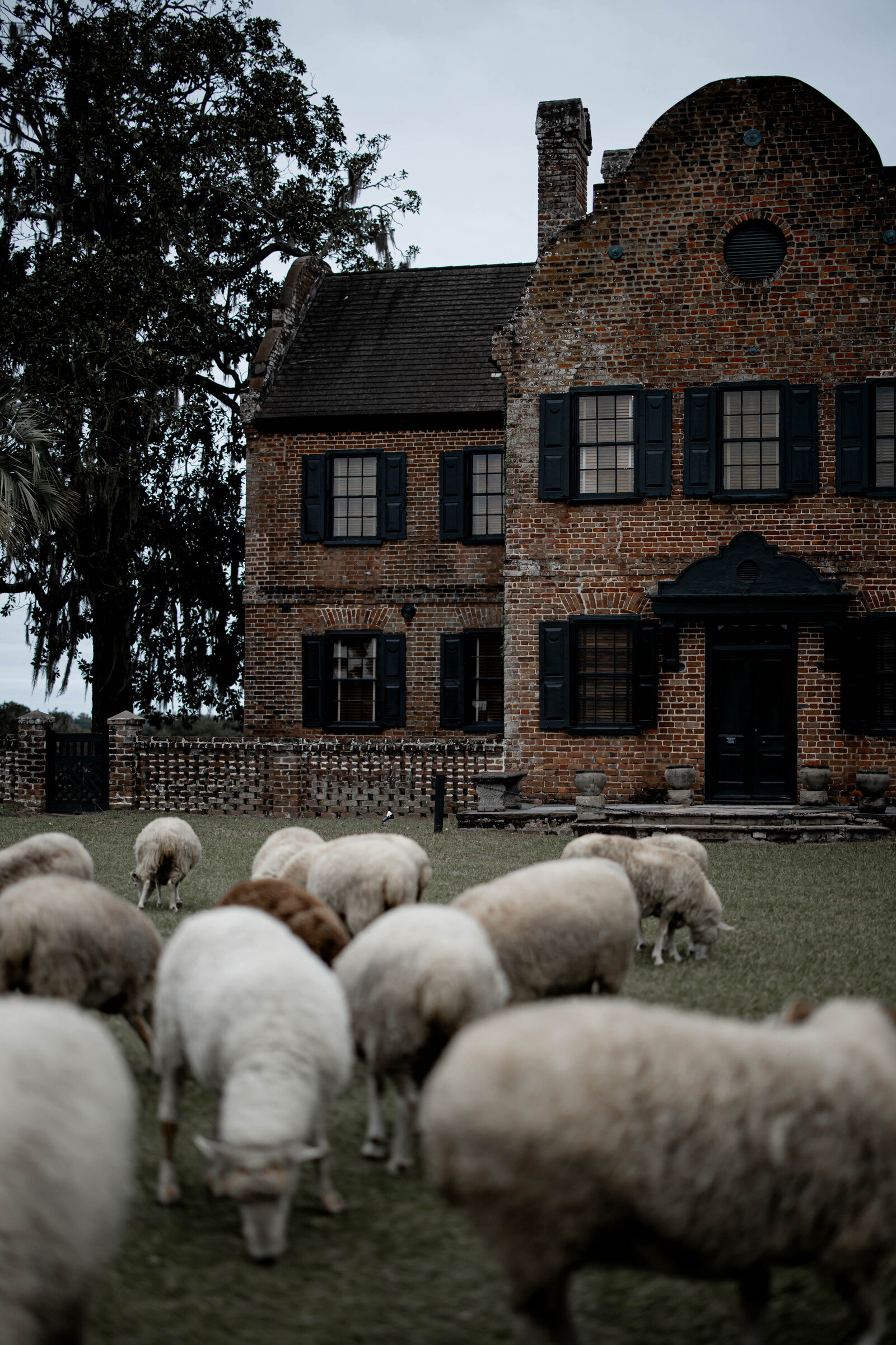 Sheep standing in front of a brick building.