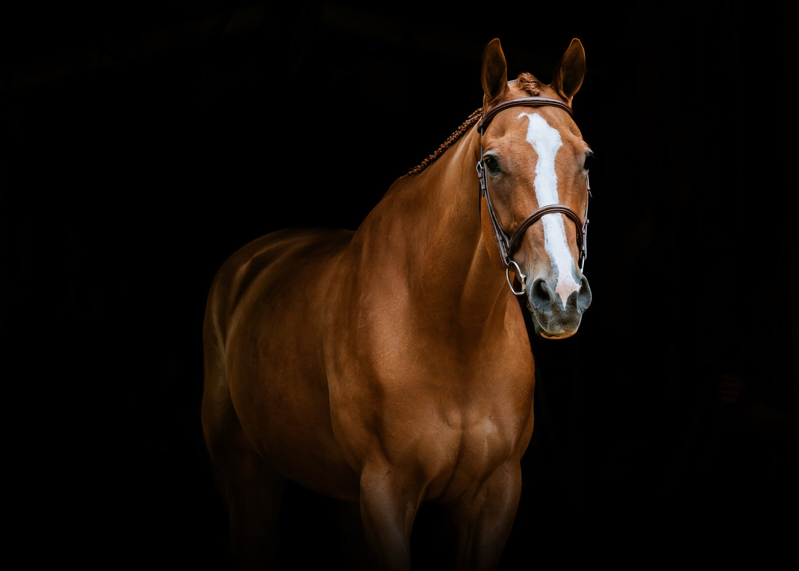 equine photo