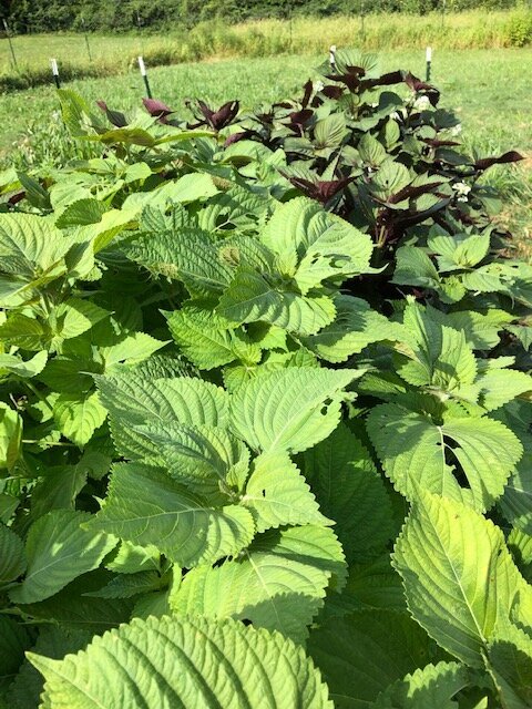 QBR Shiso