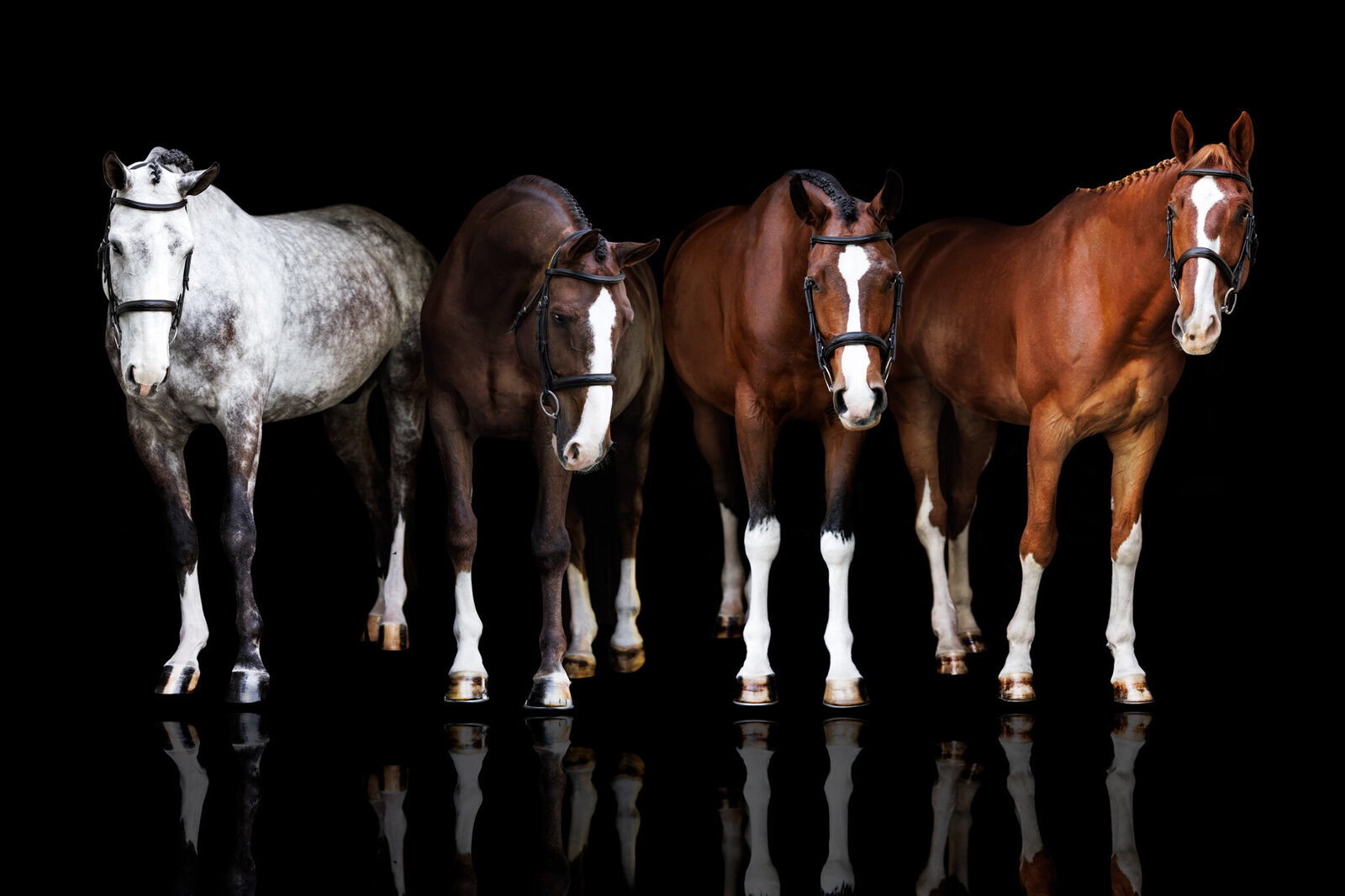 equine-black-background-horses