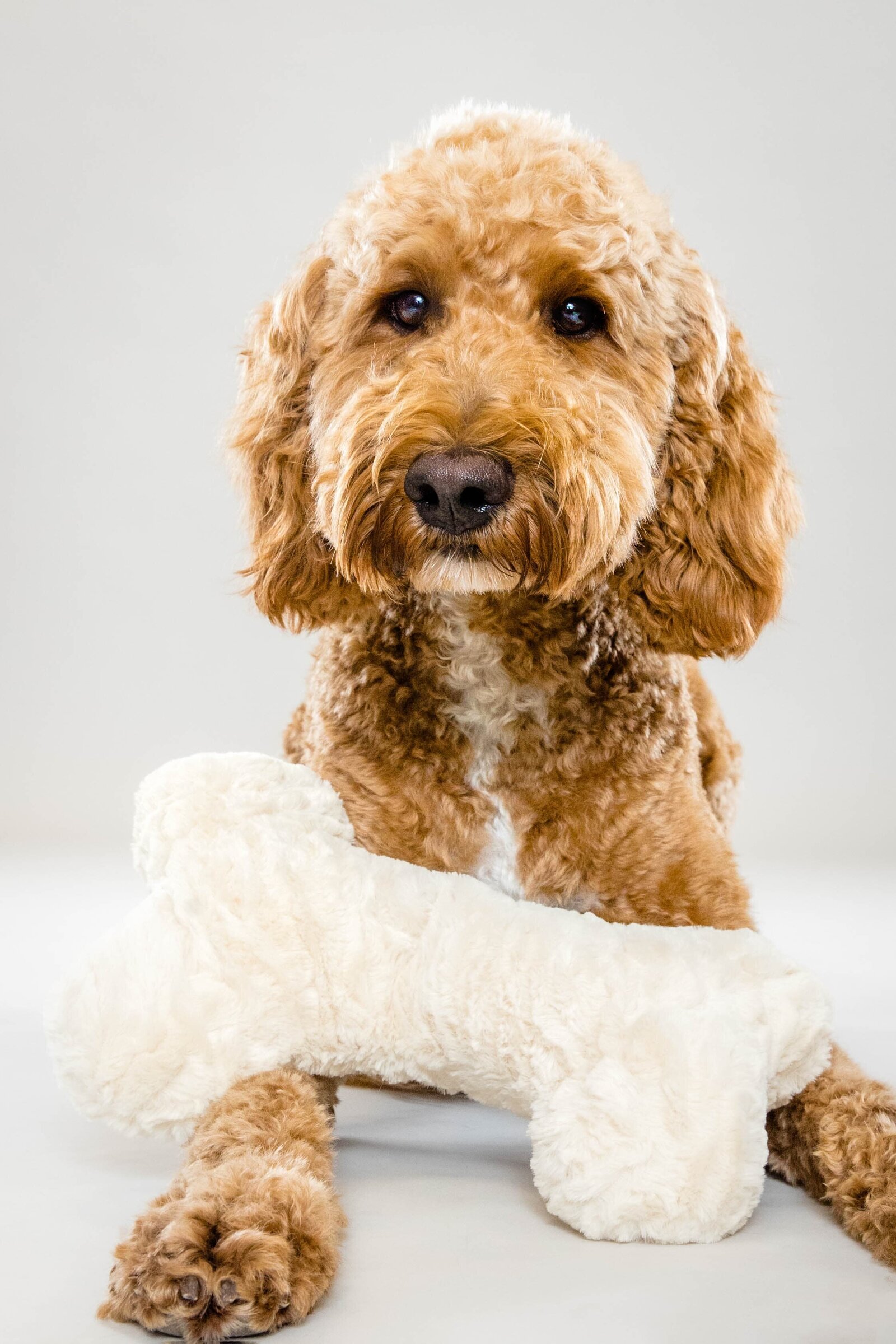 The Beloved Pup Photo Studio - Birmingham, Alabama Commercial Dog Photographer 59