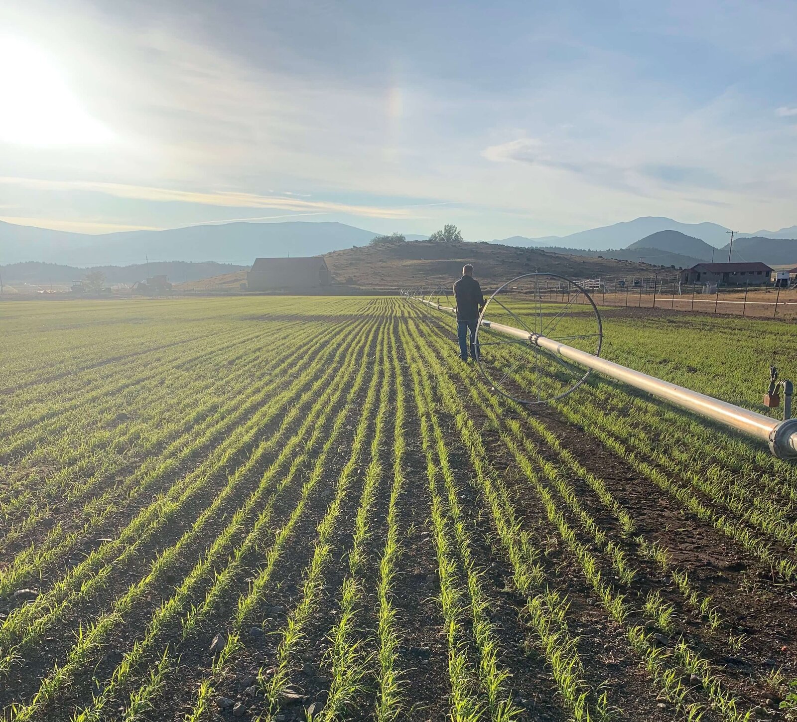 Row of crops and farmer in field in Shasta Valley, Siskiyou County