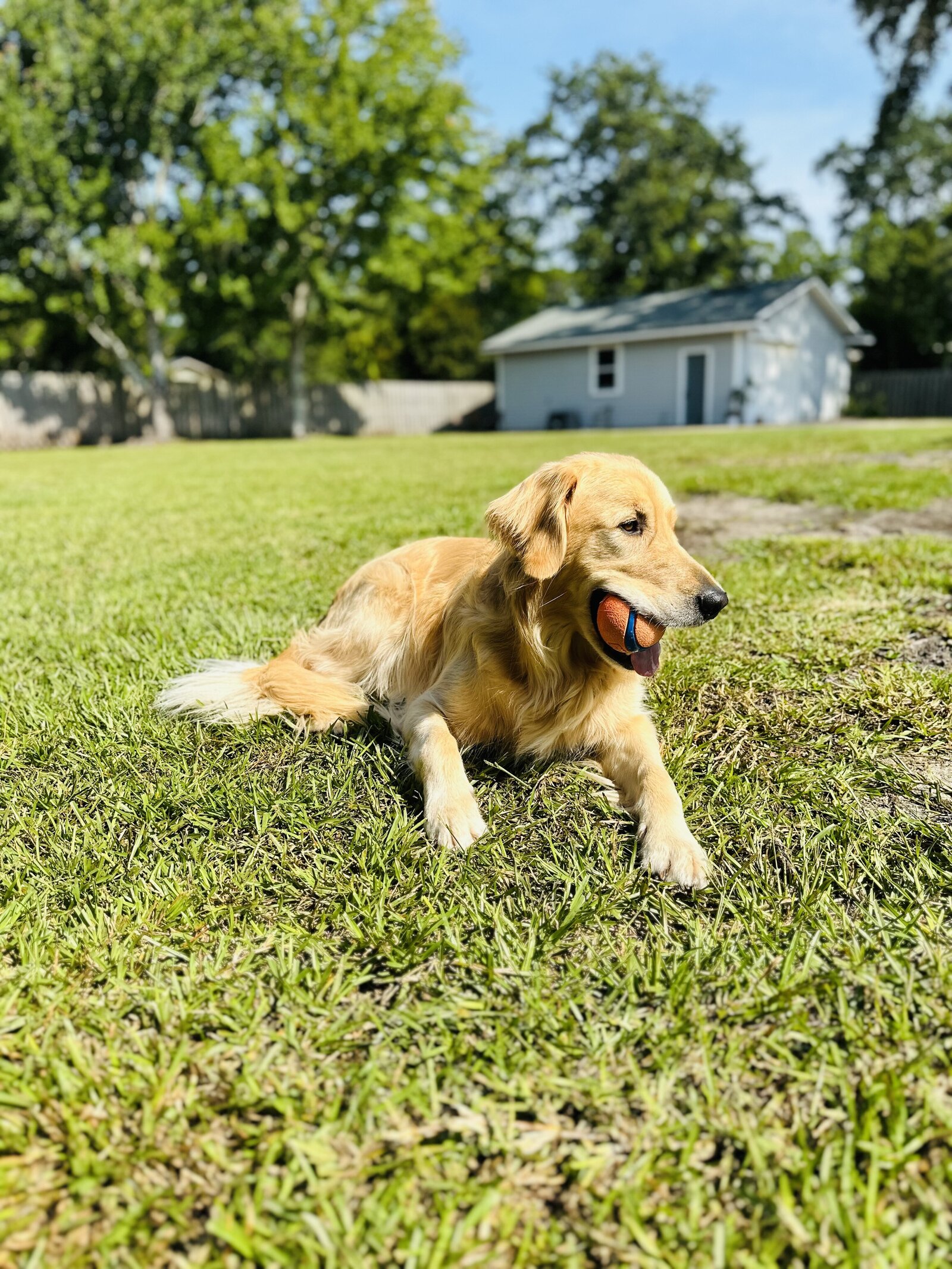 solloway-golden-retreiver