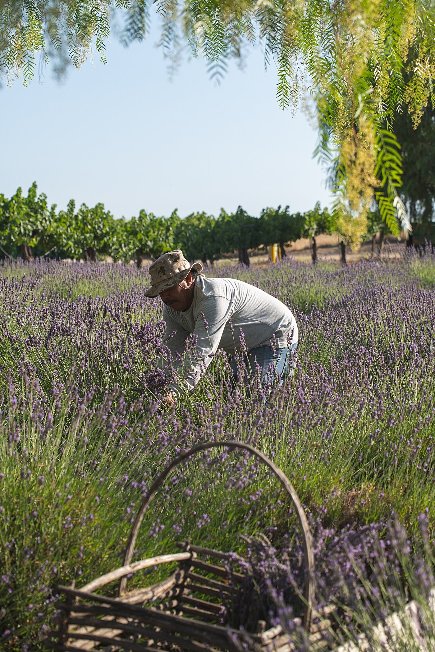 Cort-Mace-Photography-San-Diego-Business-Branding-Temecula-Lavendar-Company-_0011