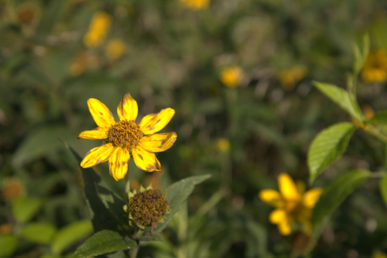 Flowers