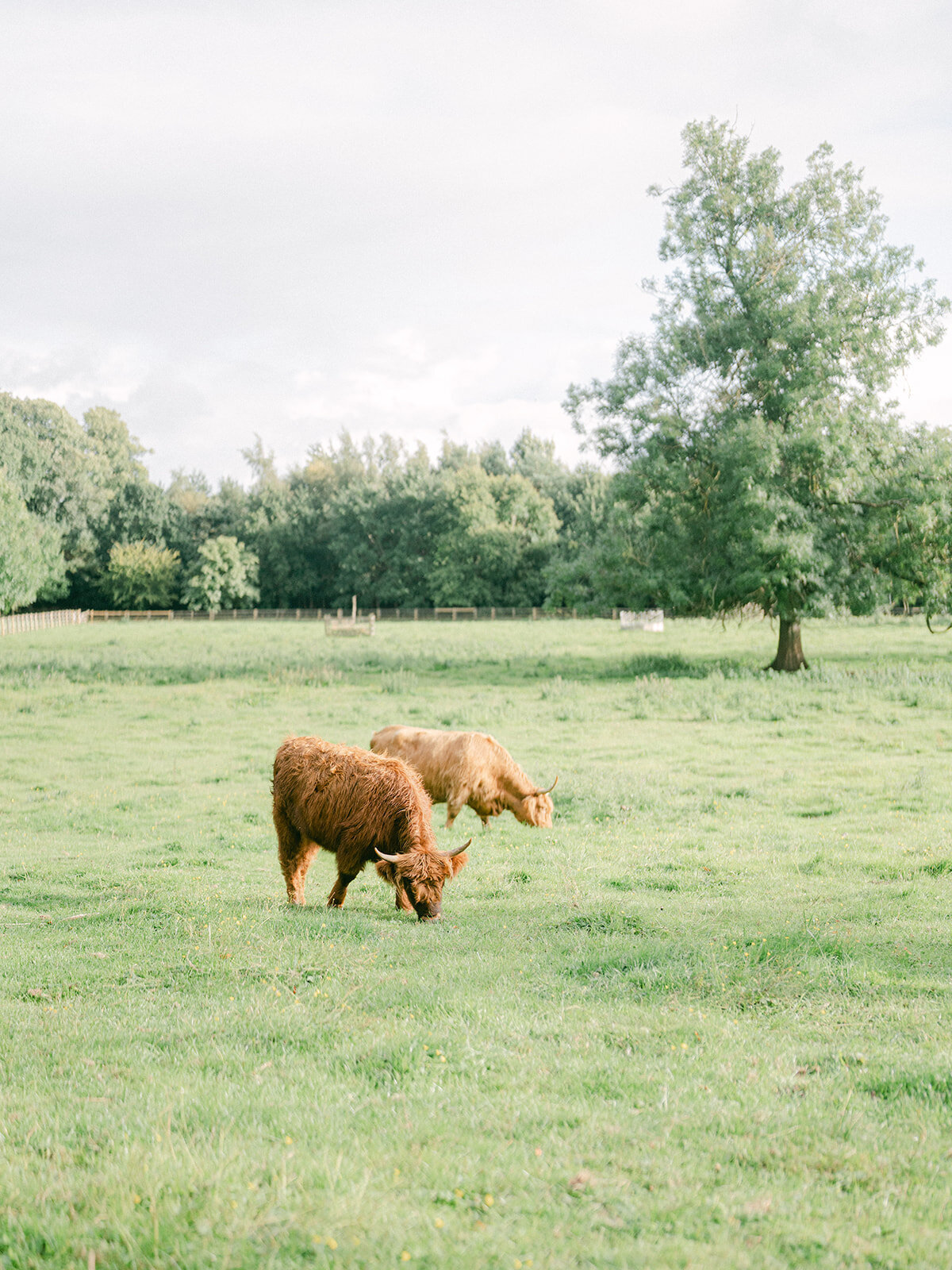carlowrie-castle-scotland-weddingcarlowrie_castle_wedding-A-B-872