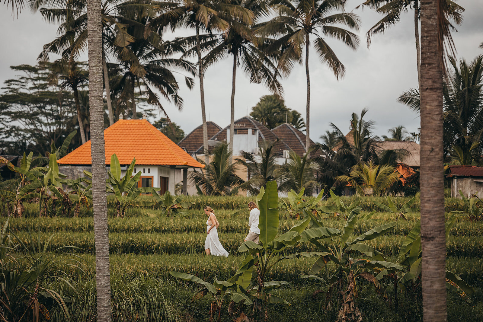 bride and groom walk in rice paddy