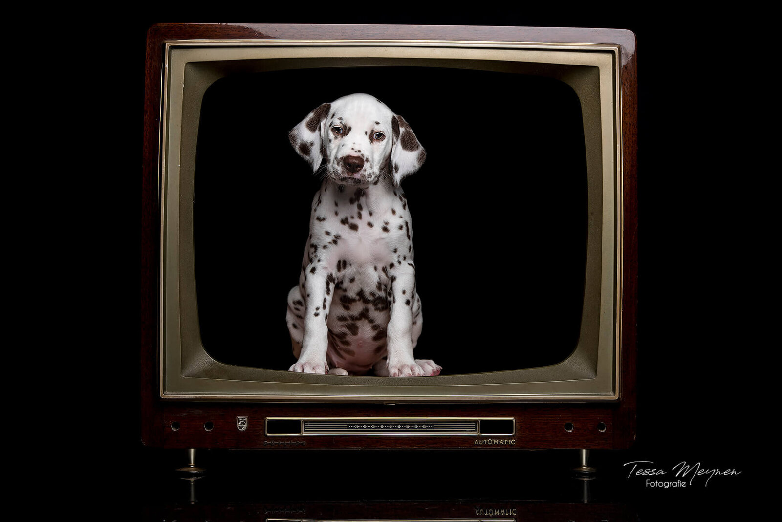Dalmatiër puppy in een oude tv