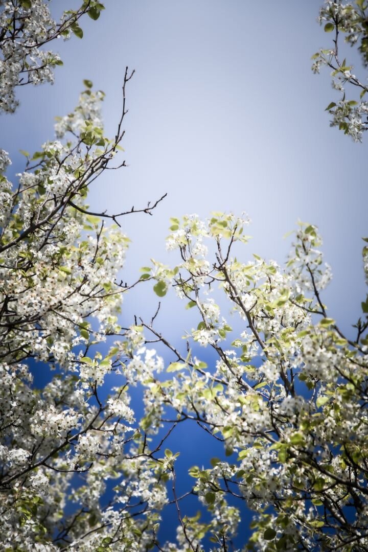 Bradford Pear Knoxville TN
