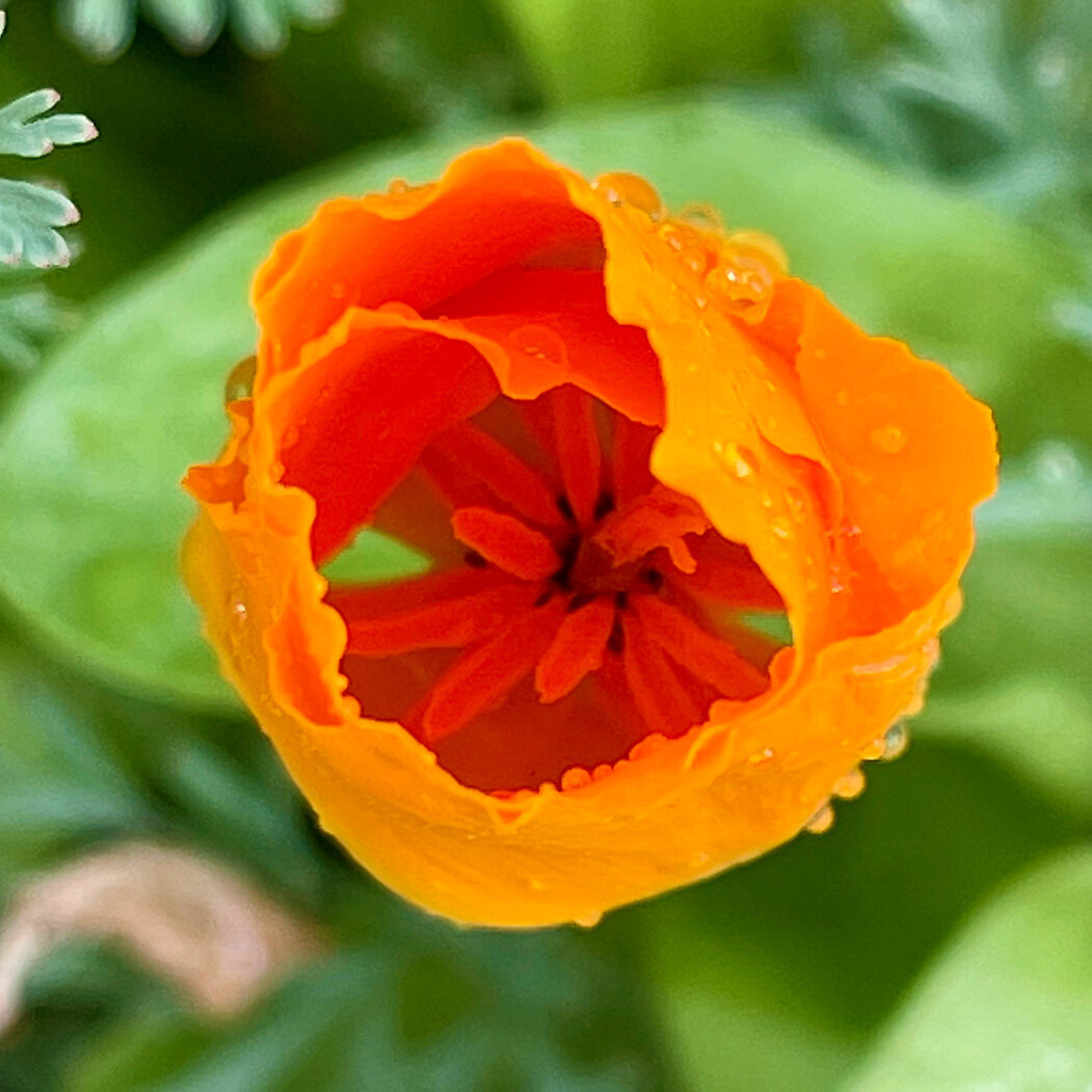 inside of orange flower
