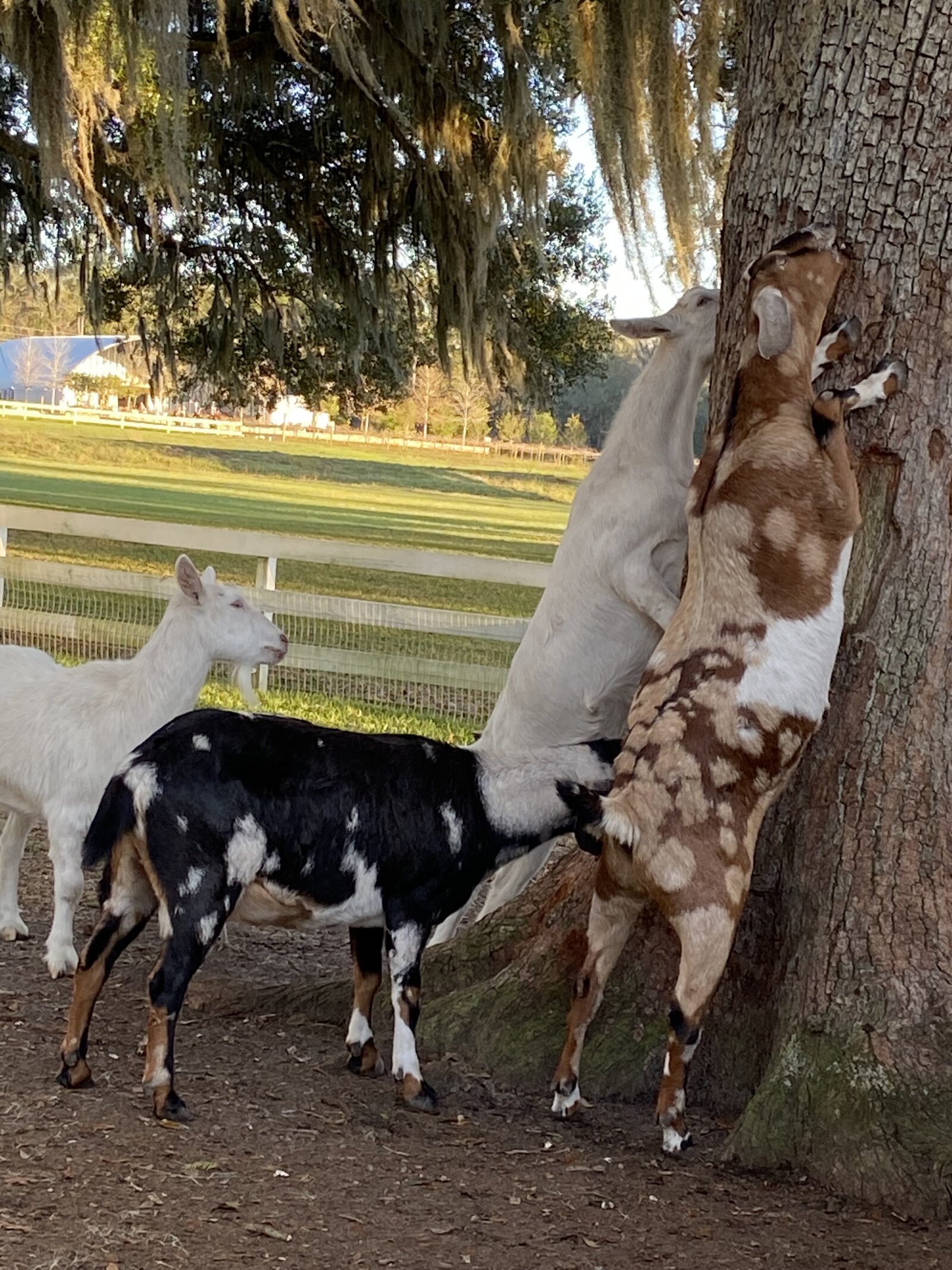 Goats at a farm 