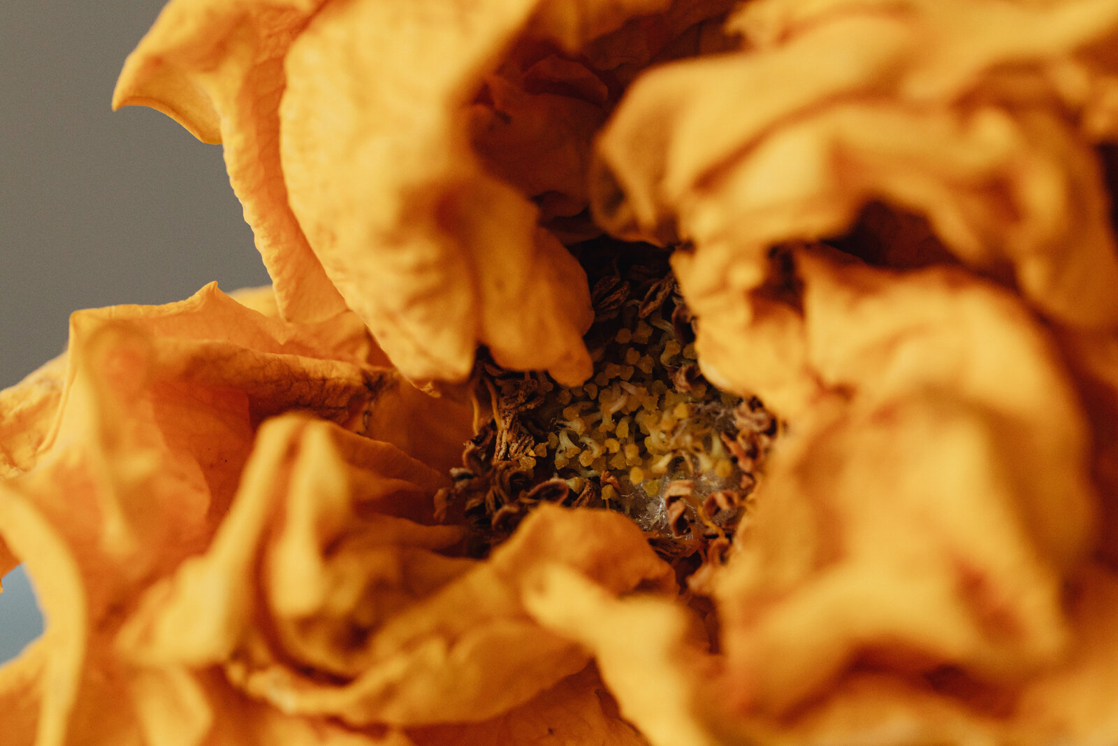 kaboompics_dried-flowers-and-leaves-still-life-backgrounds-21081