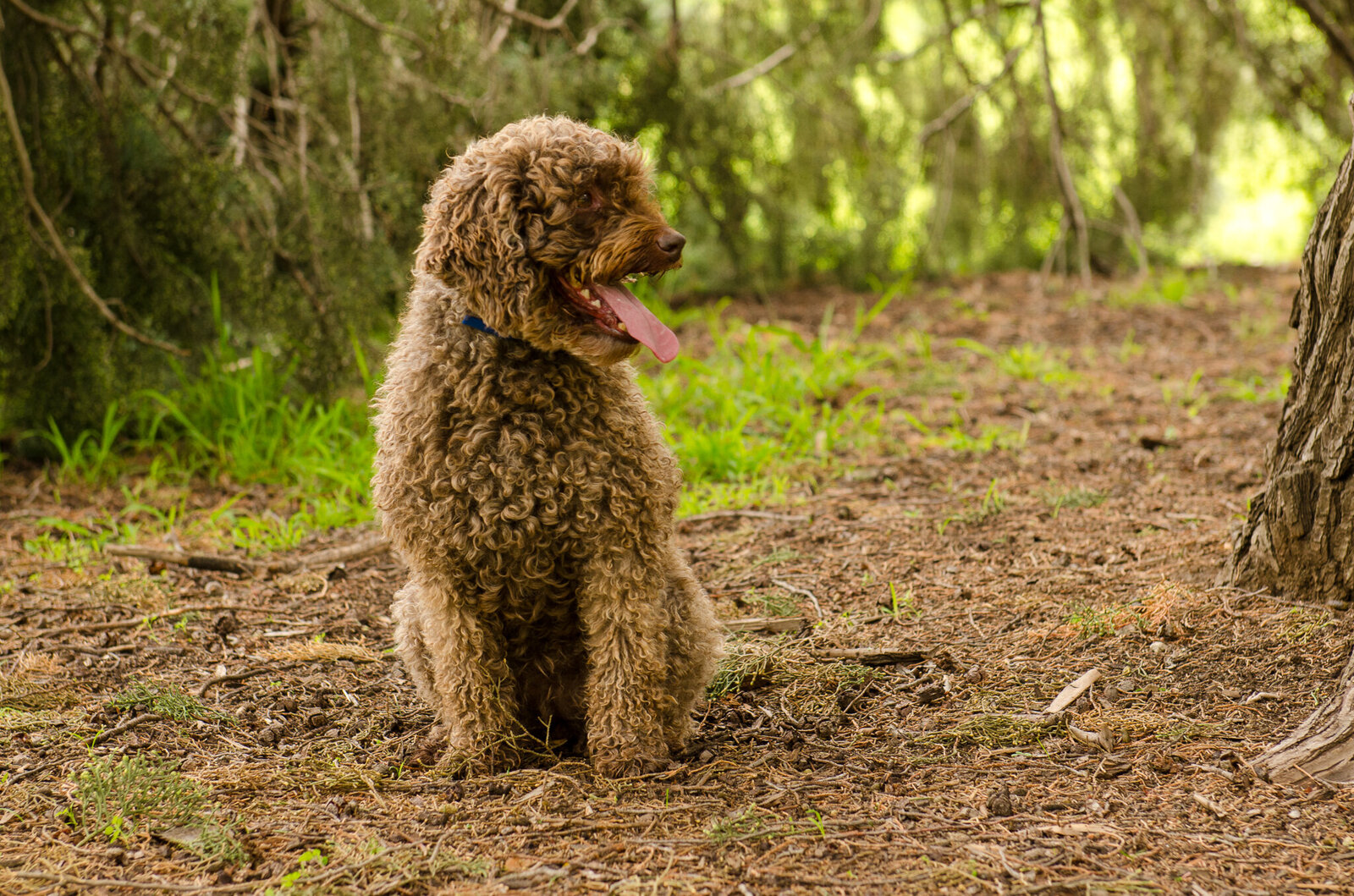 Chocolate Labradoodle-2