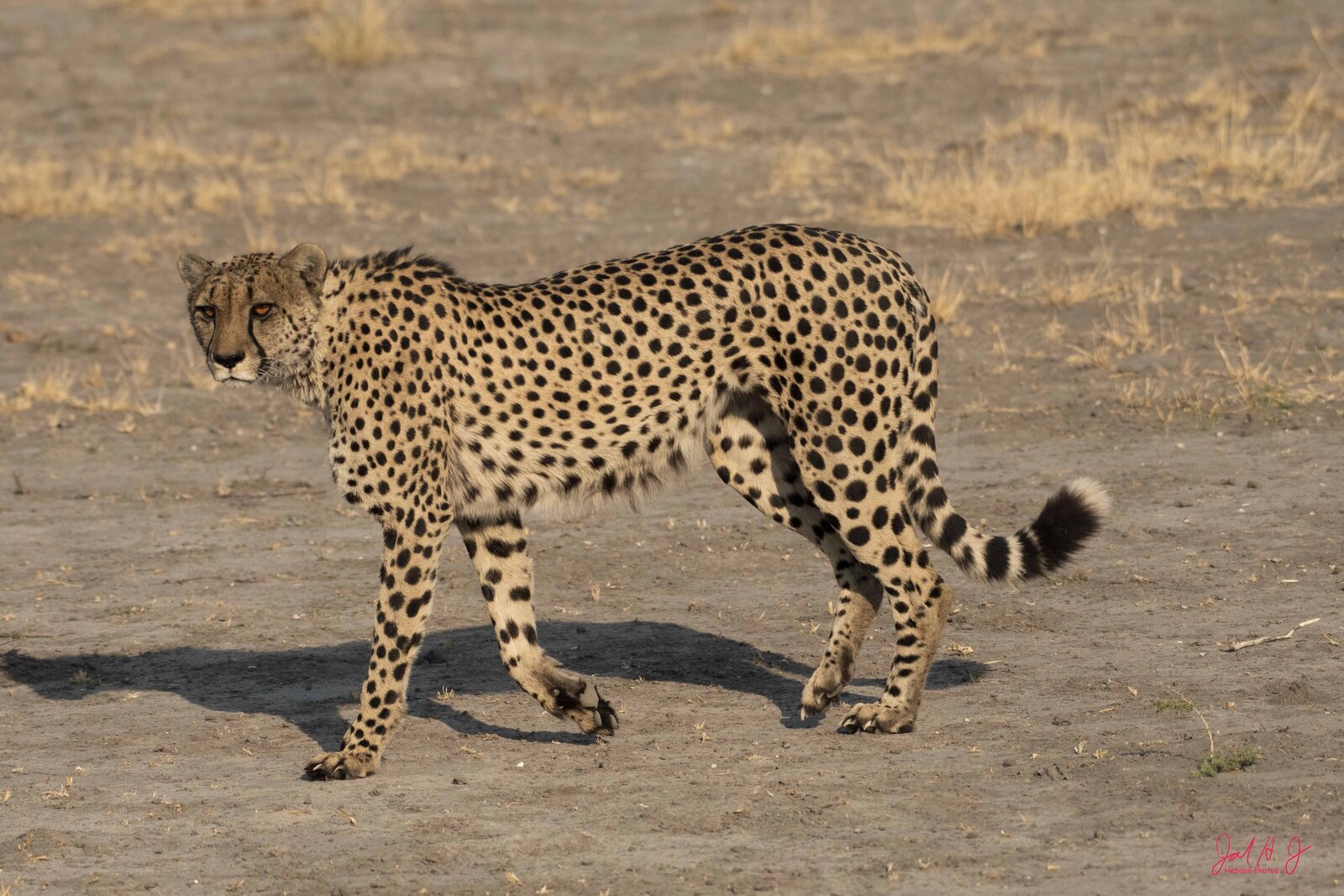 2019 Cheeta (2)
