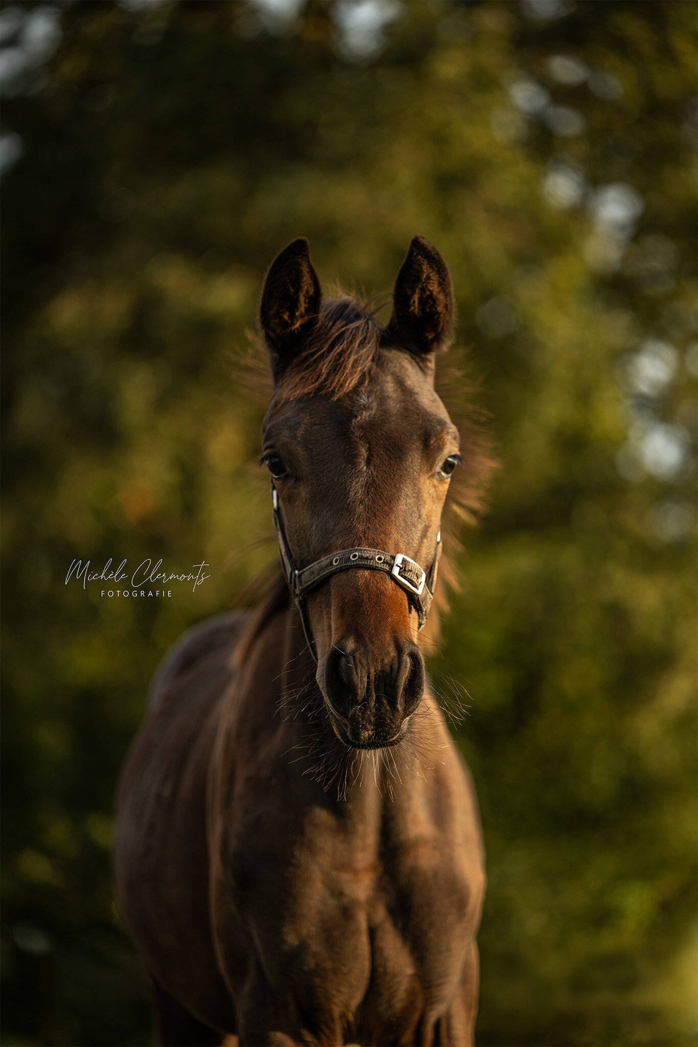 DSC_8358-paardenfotografie-michele-clermonts-fotografie