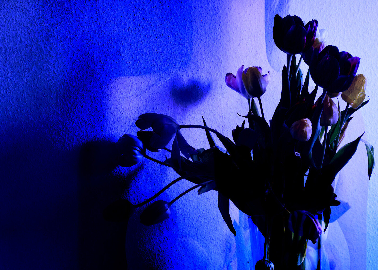 purple-flower-heaven