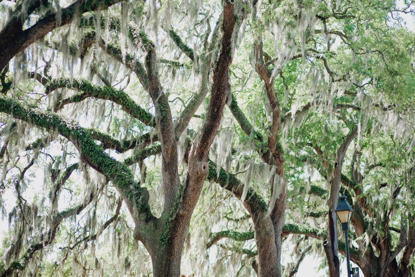 spanish-moss-tree-wedding-savannah-georgia-kate-timbers-photography-2412