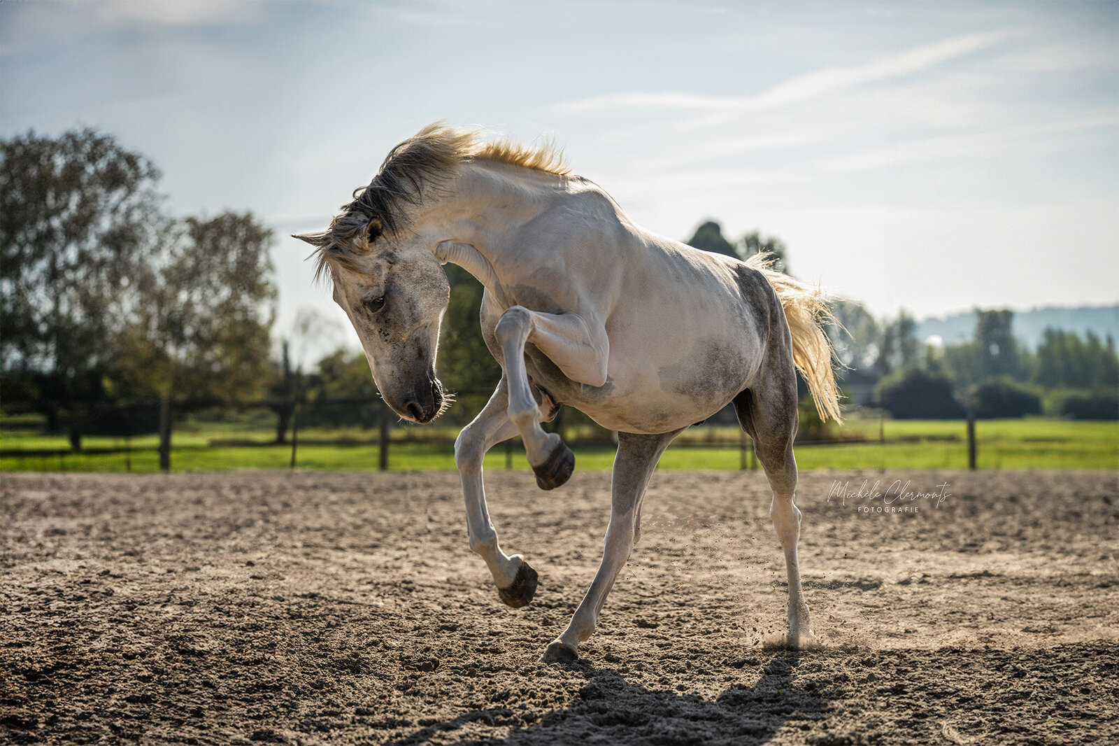 DSC_5735-paardenfotografie-michele-clermonts-fotografie