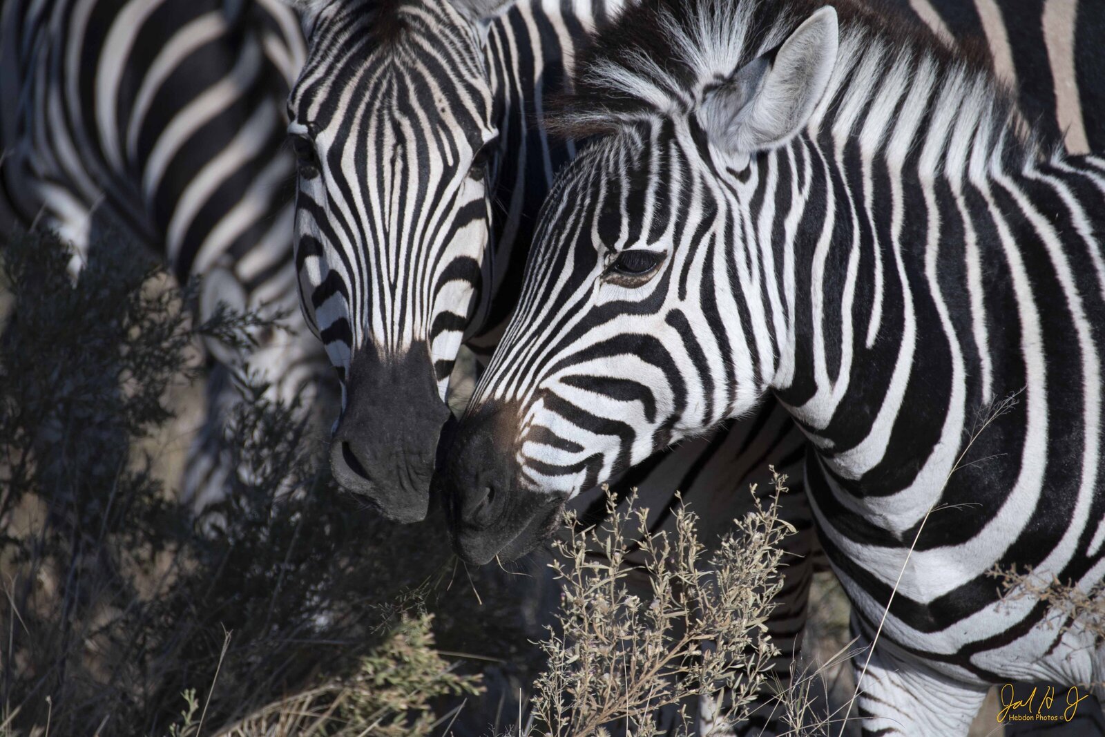 2017 Zebra (3)