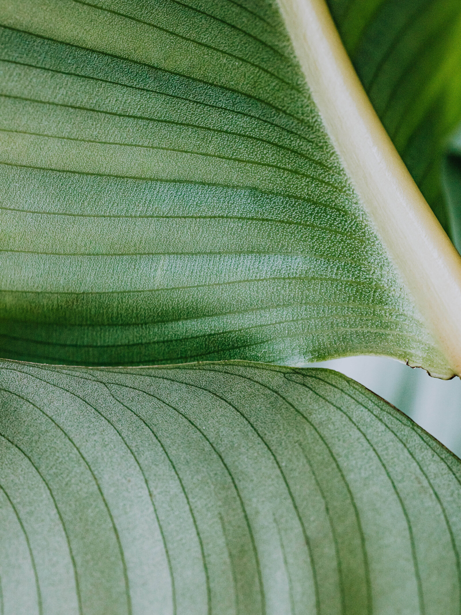2-leaf-1