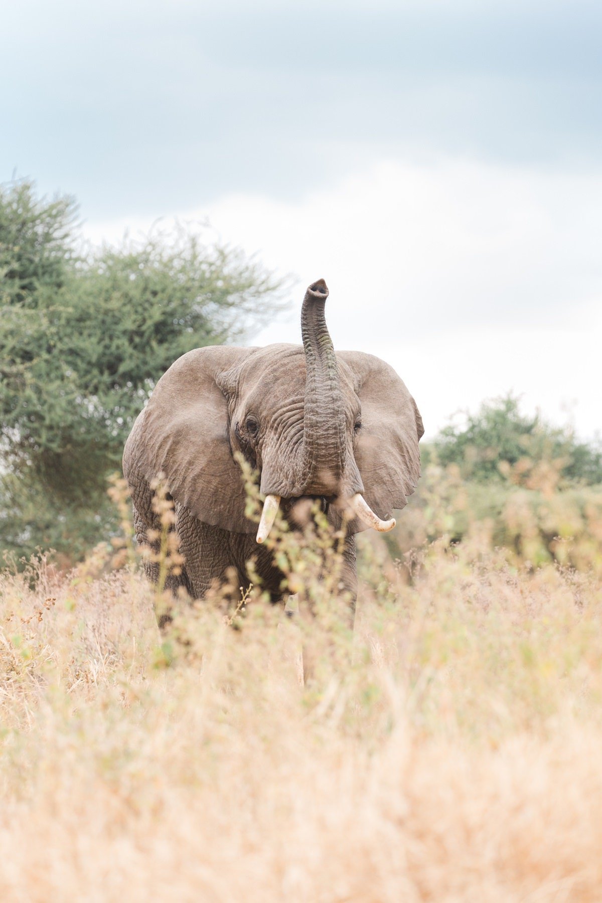 elephant-tanzania-vacation-photographer-cameron-zegers