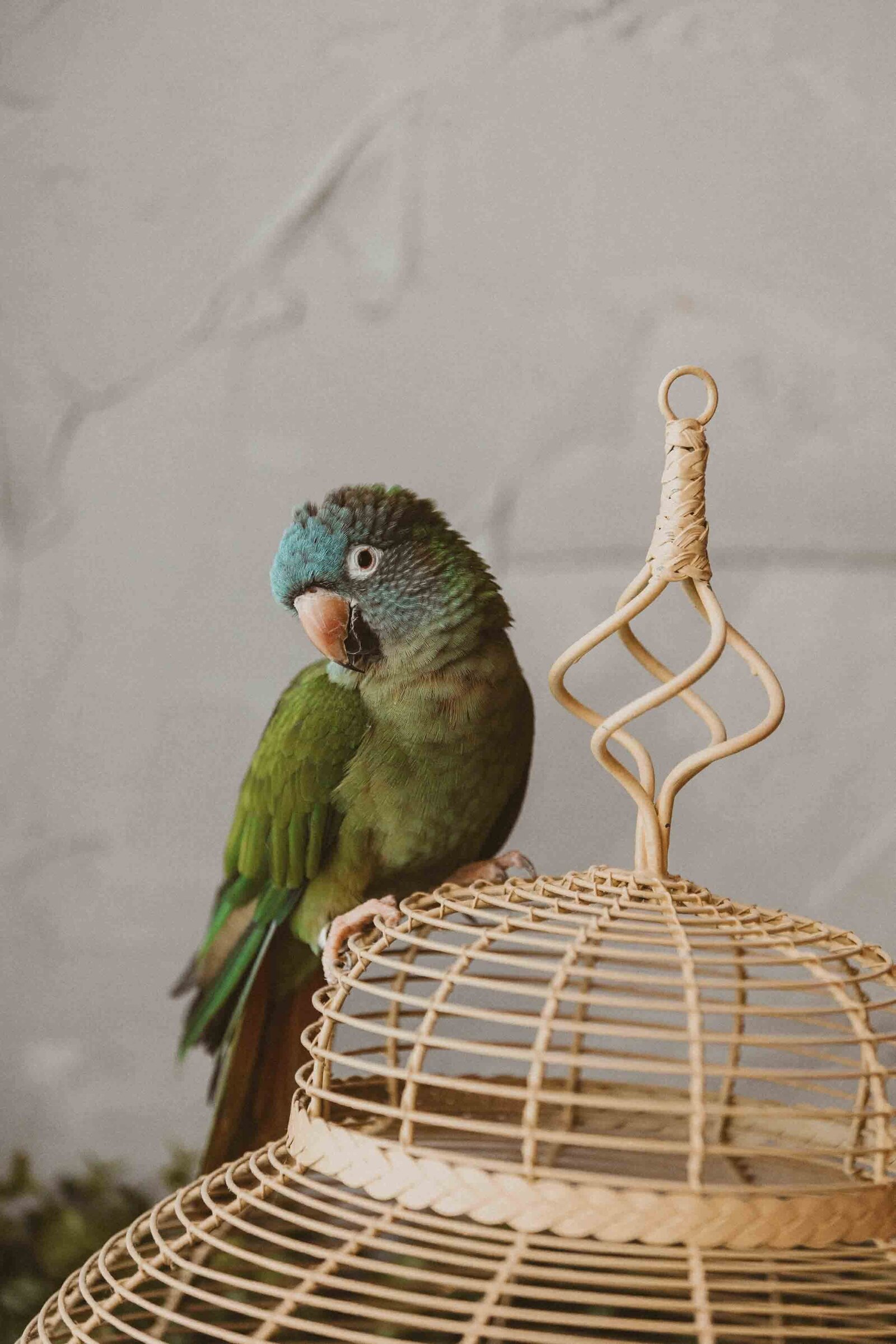 a bird outside its cage 