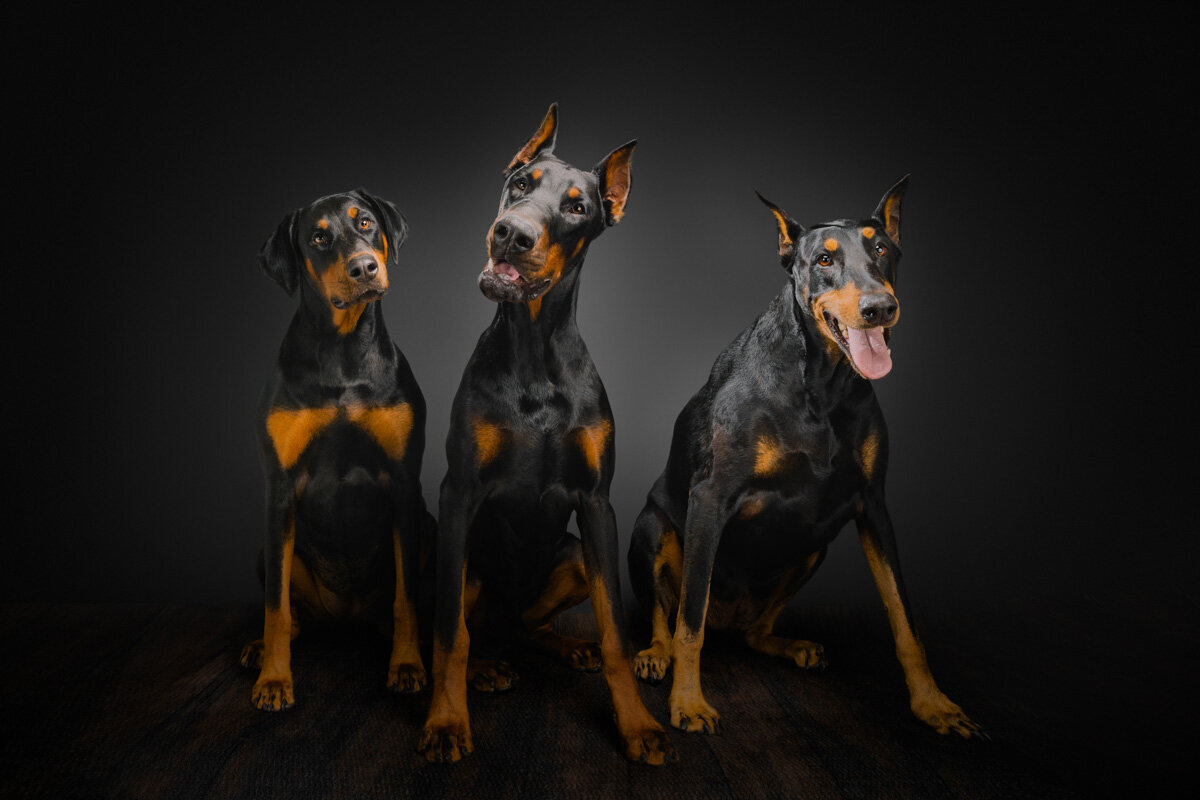 Doberman Pinscher group