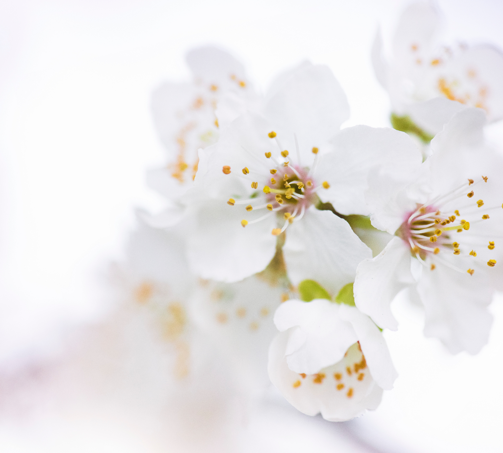 White-Flower-Background@2x