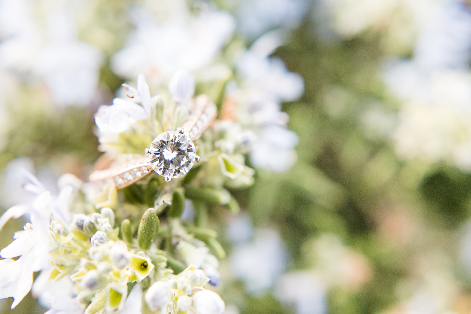 Los Gatos Engagement Session - Los Gatos Wedding Photographer - 19