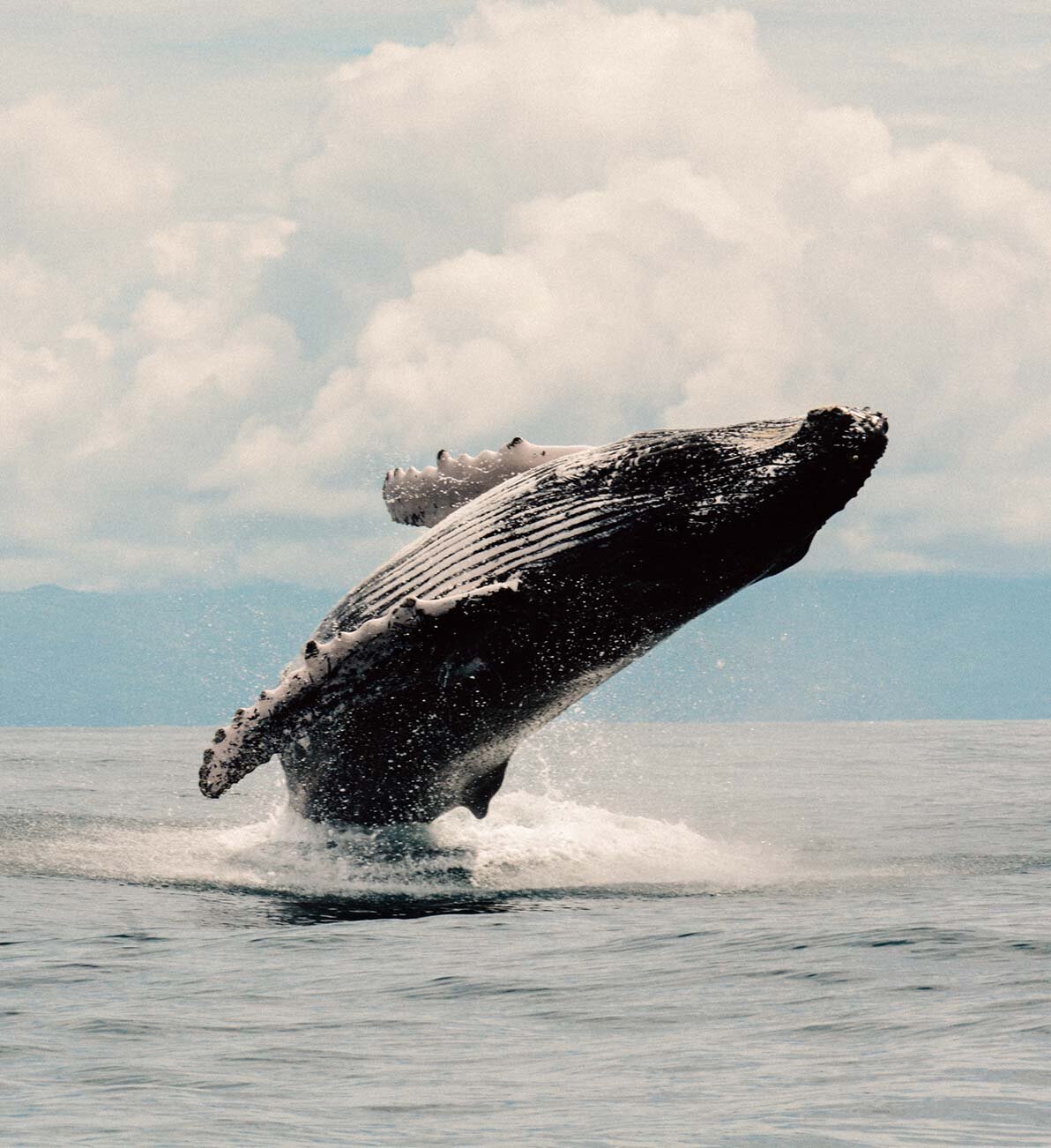 whale-watching-islas-secas-panama5